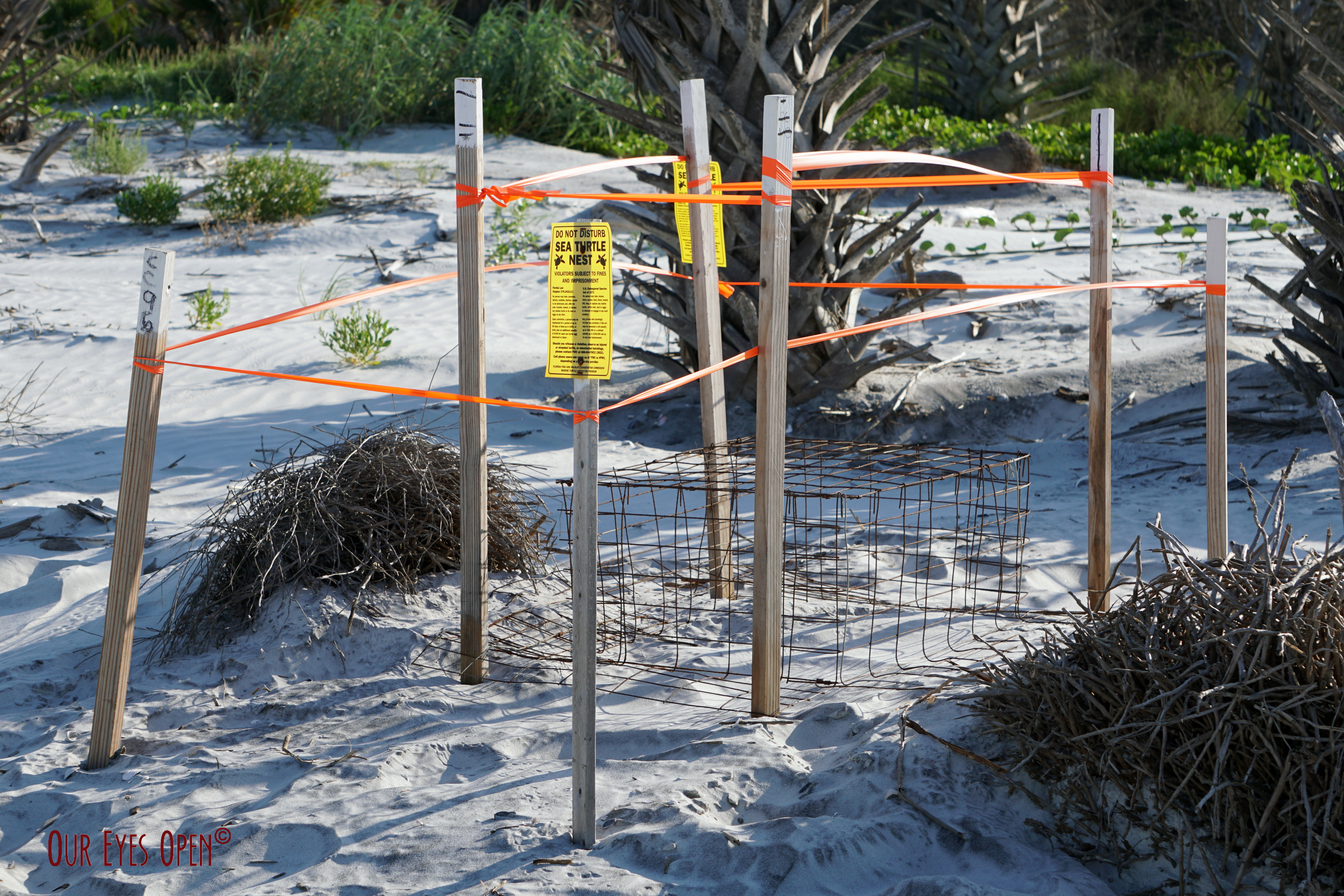 Sea Turtle Nest - Conservation and protecting an endangered species.