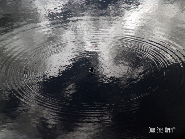 Grebe makes a water large water circle in a lake