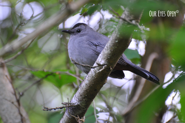 Gray Catbird perched on a branch