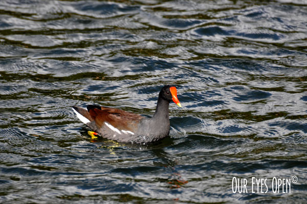 Common Gallanule, also known as the Common Moorhen