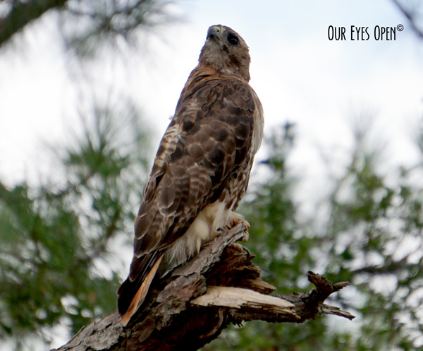Re-tailed hawk perched on a branch at UNF nature trail in Jacksonville.