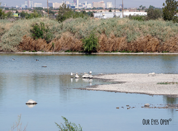 Henderson Birding Preserve