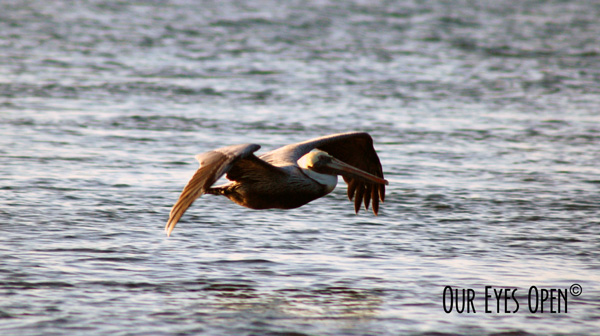Brown Pelican gliding along the sea