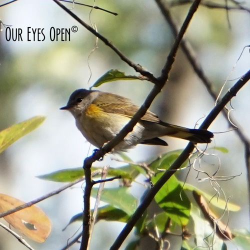 Female Redstart perched in a tree