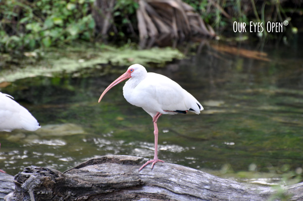 White Ibis perched up on a good log int heh spring at Gemini Springs near Orlando Florida.