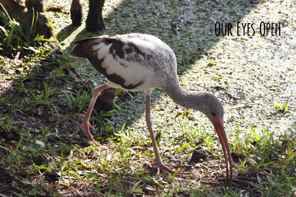 Juvenile White Ibis