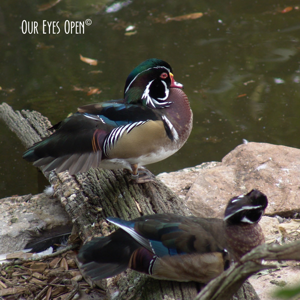 Wood Ducks perched on a log.