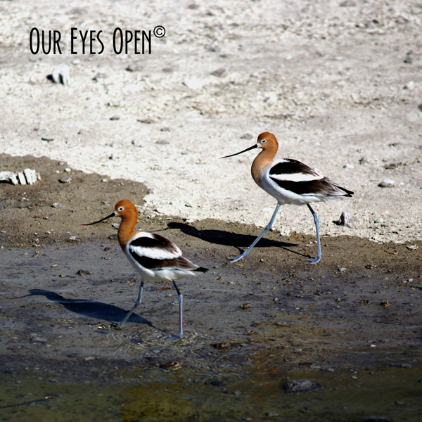 American Avocet feeding at a pond at Henderson Birding Preserve in Henderson, Nevada.