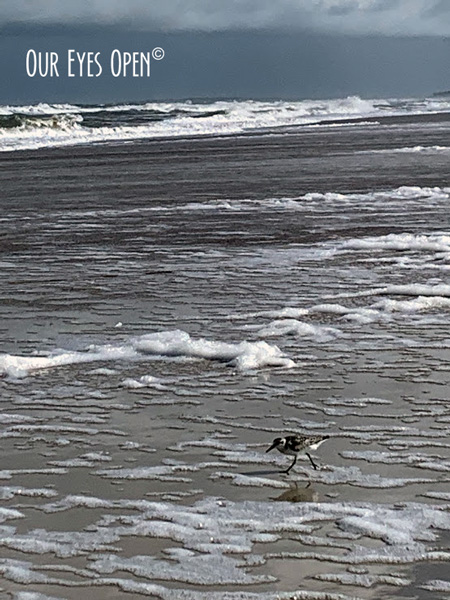 WWE – American Beach