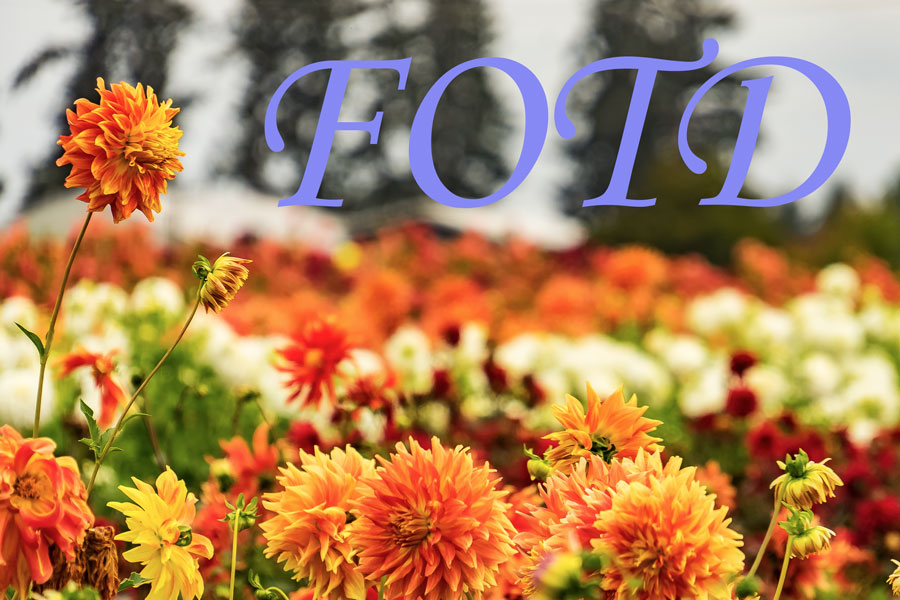 FOTD – Pretty in Pink –&nbsp;Haiku