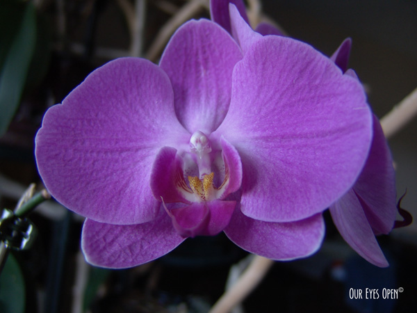 Purple Orchid Flower