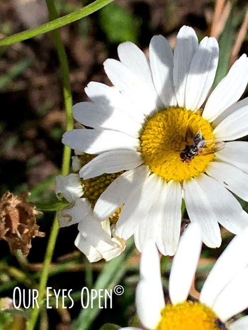 FOTD – Daisy – Haiku