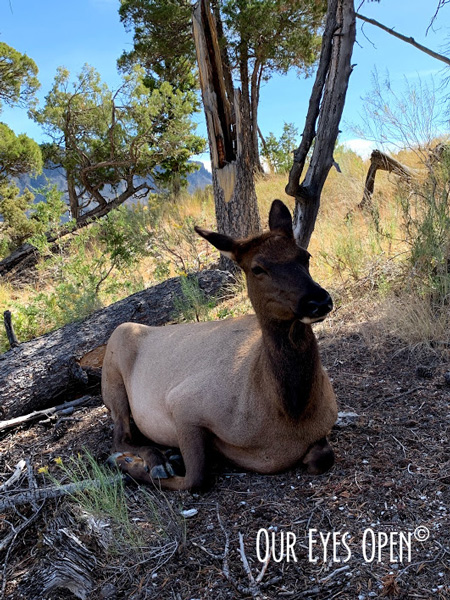 Elk cow lounging in the shade from the rising temperatures.