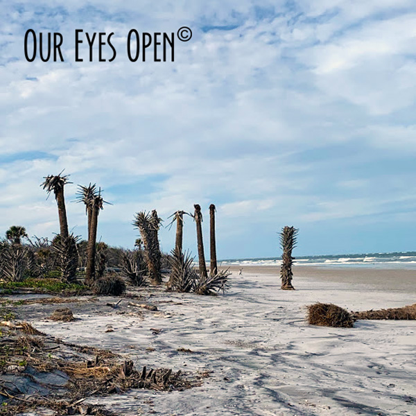 Palm Trees damaged by beach erosion and salt water encroachment.
