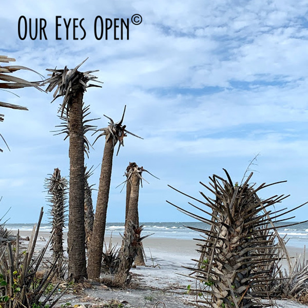 Close up of remnants of Palm Trees in a line after several major hurricanes.