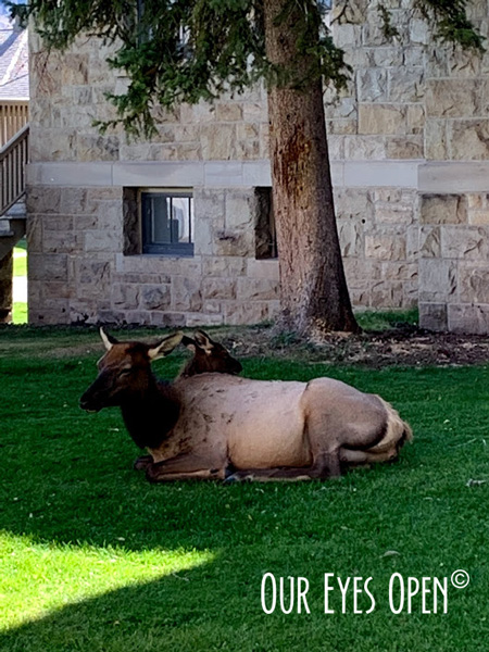 Elk cow & calf lounging on the grounds of the Albright Visitor Center in Mammoth Hot Springs.