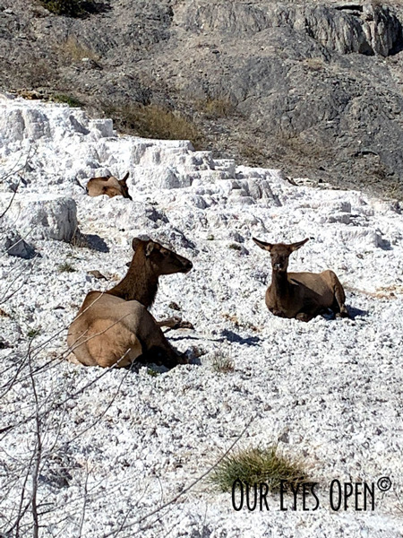 Elk lying in the sun atop the sulfur ash left behind from the hot spring.