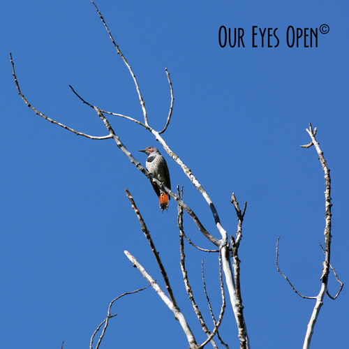 Oct 16 – BOTD – Northern&nbsp;Flicker