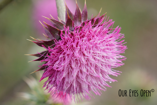 Purple Wildflower located in Targhee Mountains about 8,500 ft elevation.