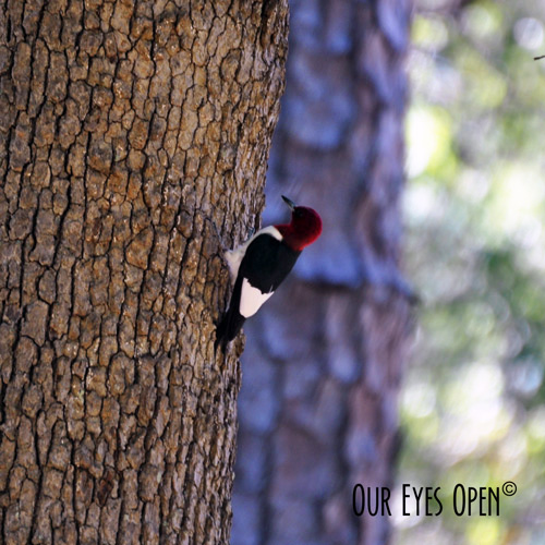 Red-Headed Woodpecker climbing an oak tree in Jacksonville, Florida