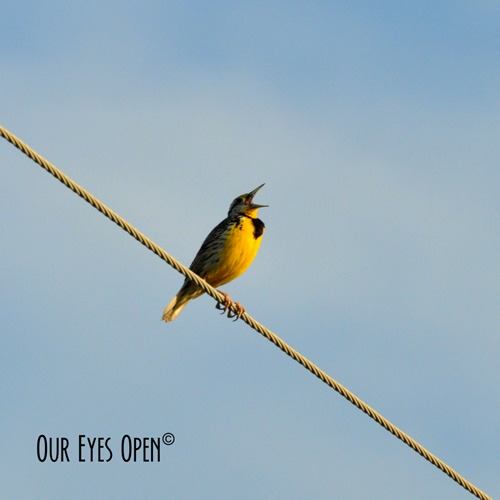 Nov. 10 – BOTD –&nbsp;Meadowlark