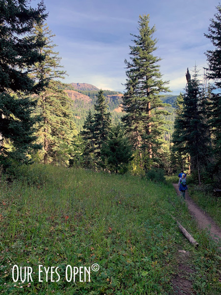Wooded area of Douglas Fir trees along the trail of Trout Lake, Yellowstone National Park.
