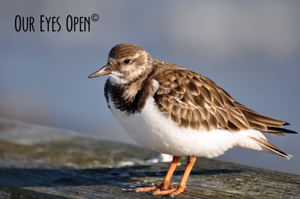 Florida Birds in Winter – #Sunday&nbsp;Stills