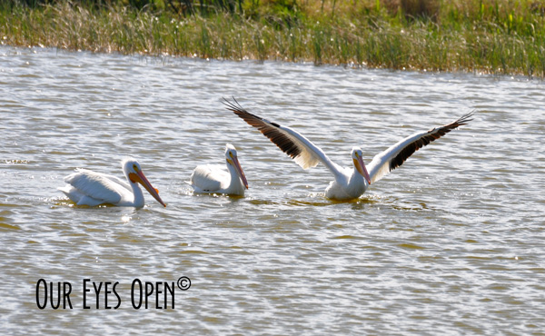 American White Pelicans feeding in a pond at Viera Wetlands, Viera, Florida.