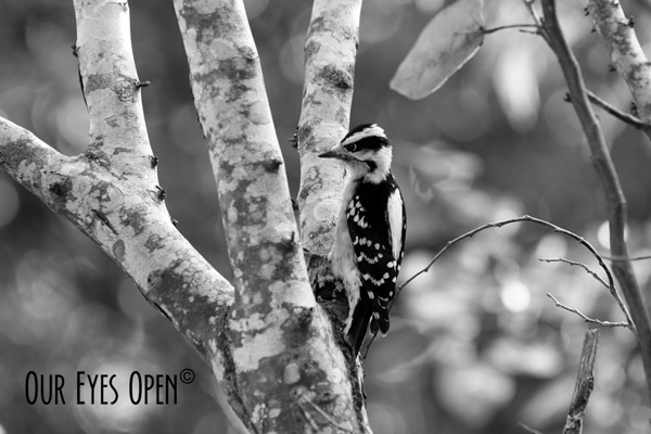 Downy Woodpecker