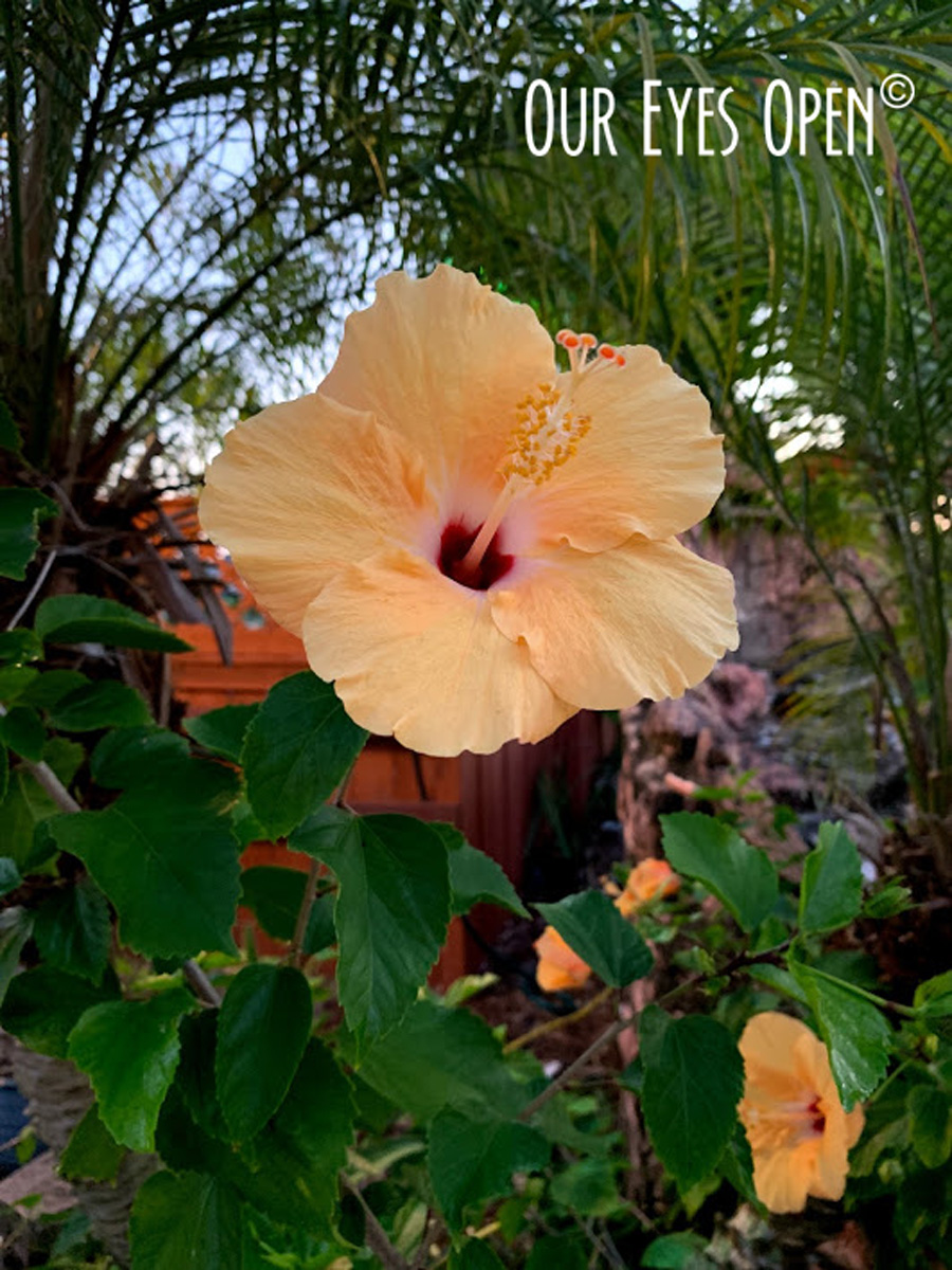 FOTD – Hibiscus –&nbsp;Haiku