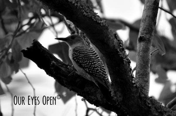 Red-bellied Woodpecker
