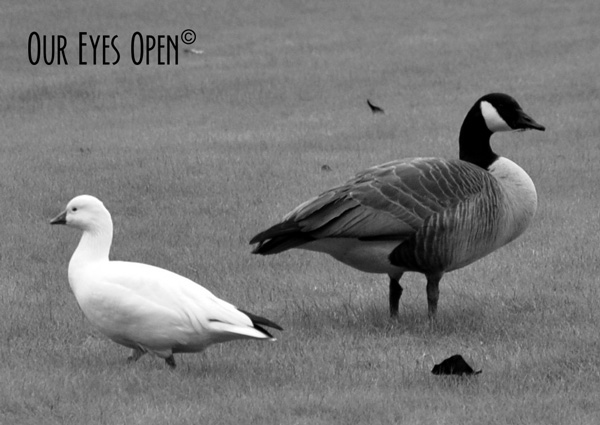 Ross's Goose with traveling companion Canada Goose