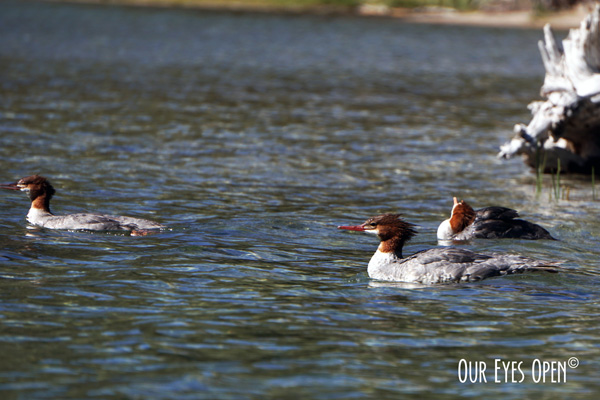 Thursday Trio – Mergansers