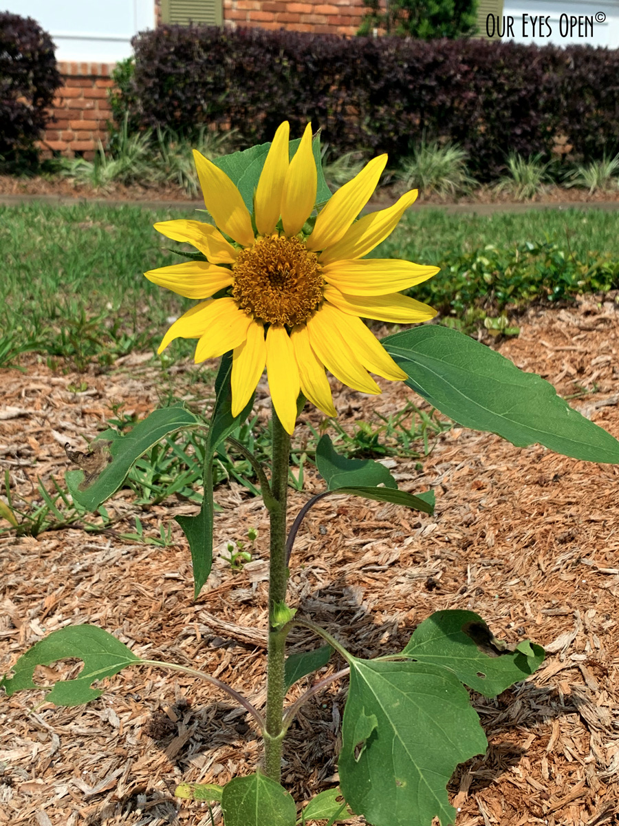 FOTD & Square Top – Sunflower – Haiku