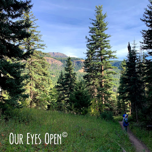 Trail leading to Trout Lake, Yellowstone National Park