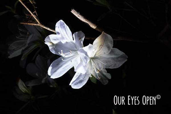 White azalea flower bloomed in the darkness of night with light shining upon its pedals.