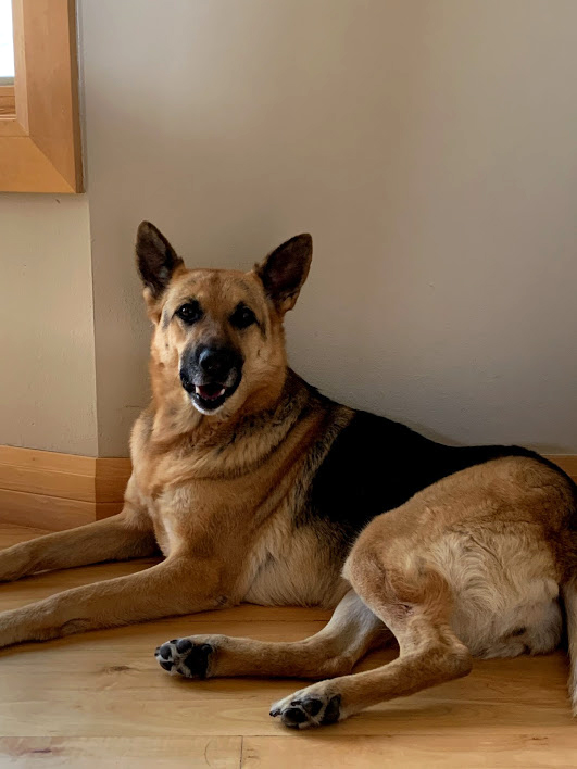 Bella is the assistant innkeeper and is the companion to Andrew the innkeeper. She is a sweet German Sheperd