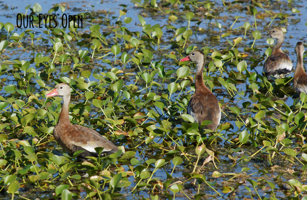 Family of Black-bellied Whistling Ducks foraging for food in the Orlando Wetlands near Christmas, Florida.