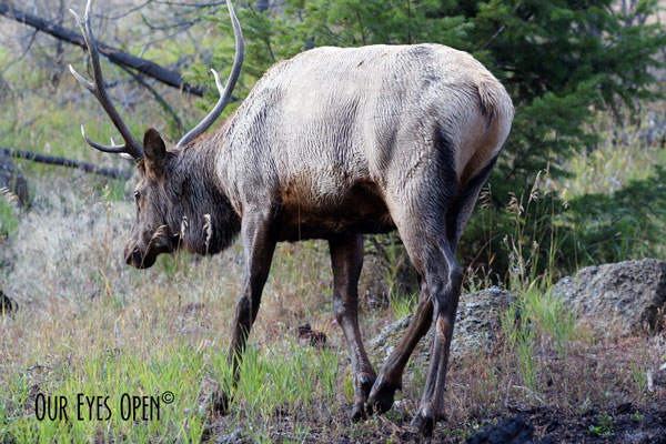 10 point bull elk moving in the opposite direction of the large herd near the Madison River just off the west entrance road of Yellowstone National Park.
