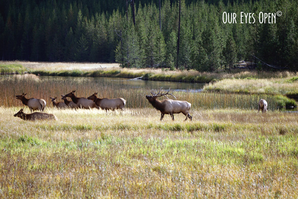 Bull Elk with his heard bugling for them to do exactly what he wants.  Seen moving along the fields near the West Yellowstone entrance in September 2019. 