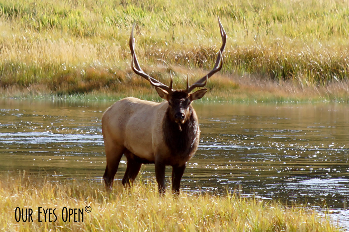 Living in the Moment – Leaving Idaho – Back to Yellowstone