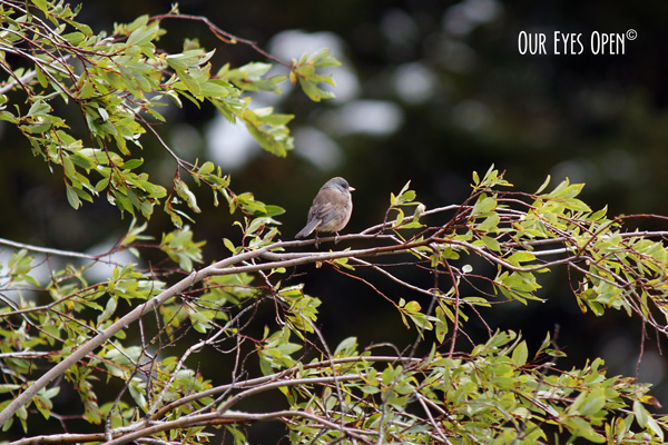 Dark-eyed Junco perched in a tree.  We saw at least 30 on our drive up the mountain.