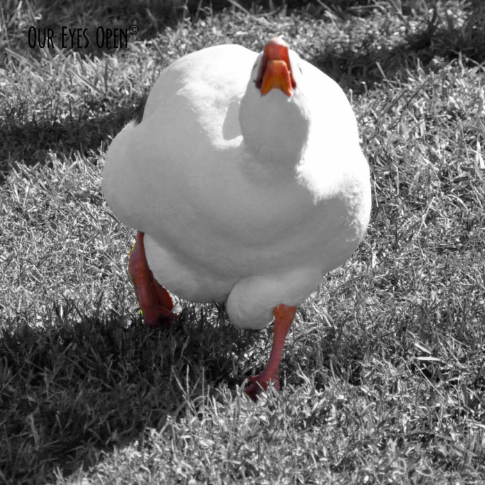 Aggressive Domestic Goose in Brandon, Florida.