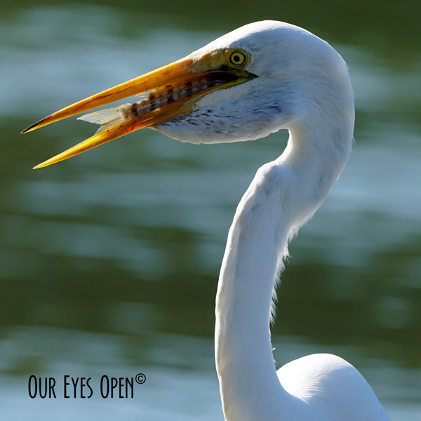 Macro Monday – Gone Fishin’