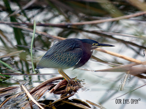 Green Heron perched up looking for fish to nab. The green, blue and purple are vibrant throughout the feathers.