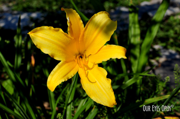 Lily – Macro