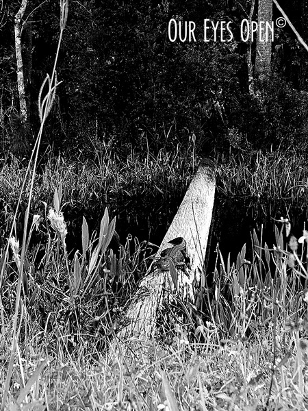 Alligator sitting on a log.
