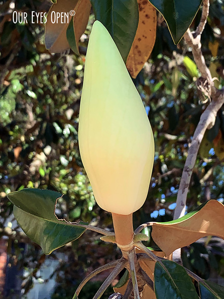 Magnolia bloom preparing to become a flower.  A critter has munched the leaf a bit.