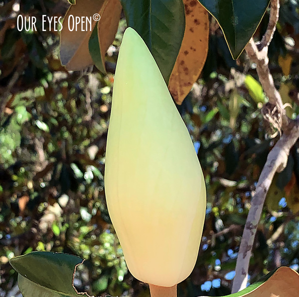 FOTD – Bud – Haiku