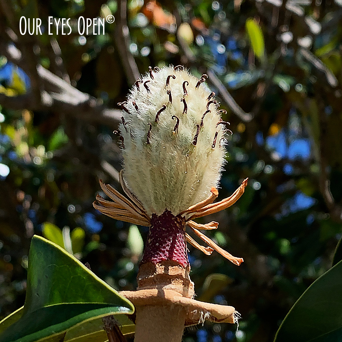 FOTD – Magnolia Cycle- Haiku